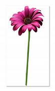 Naklejki na ścianę - Naklejki ścienne kwiaty 100cm Gerber 2 różowy, 100x44 cm - miniaturka - grafika 1