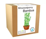 Nasiona i cebule - Bambus Zestaw Do Uprawy Bambus Mrozoodporny - 20 C - miniaturka - grafika 1