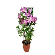 Kwiaty doniczkowe - Powojnik C4 mix - miniaturka - grafika 1