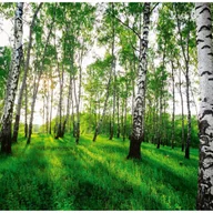 Fototapety - Fototapeta Las Brzozowy Brzozy Drzewa 300x210 cm Tapeta Do Sypialni Salonu Kuchni Na Flizelinie - miniaturka - grafika 1