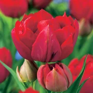 Nasiona i cebule - Tulipan Pełny Abba 5 szt Tulipany cebulki tulipanów - miniaturka - grafika 1