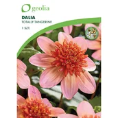 Nasiona i cebule - Dalia Totaly Tangerine 1 szt. cebulki kwiatów Geolia - miniaturka - grafika 1