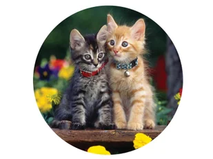 Dekoracyjny opłatek tortowy Kotki - 20 cm - Ciasta i półprodukty do ciast - miniaturka - grafika 1