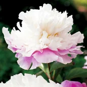 Nasiona i cebule - Powonie Piwonia Amabilis 1 szt sadzonki sadzonka - miniaturka - grafika 1