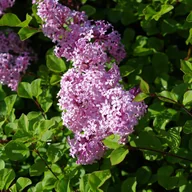 Kwiaty doniczkowe - Lilak Meyera 'Palibin' (Syringa meyeri) Doniczka 2.0L - miniaturka - grafika 1