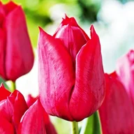 Nasiona i cebule - Tulipan na kwiat cięty Strong Love 5 szt cebulki tulipanów - miniaturka - grafika 1
