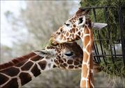 Plakaty - Giraffe couple at The Montgomery Zoo in Oak Park., Carol Highsmith - plakat 60x40 cm - miniaturka - grafika 1