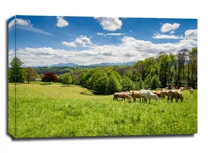 Bydło Pireneje, Francja - obraz na płótnie Wymiar do wyboru: 40x30 cm - Obrazy i zdjęcia na płótnie - miniaturka - grafika 1