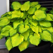 Nasiona i cebule - Funkia 'Stained Glass' (Hosta) Jasne liście Doniczka 2.5L - miniaturka - grafika 1