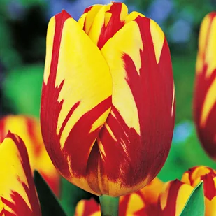 Tulipan Triumph Dwukolorowy Helmar 5 szt cebulki tulipanów - Nasiona i cebule - miniaturka - grafika 1