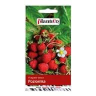 Nasiona i cebule - Poziomka bezrozłogowa - miniaturka - grafika 1