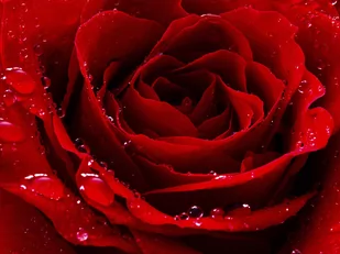 Czerwona róża - plakat 100x70 cm - Plakaty - miniaturka - grafika 1