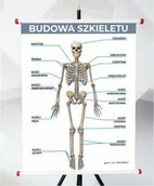 Pomoce naukowe - Plansza - Budowa Szkieletu - miniaturka - grafika 1