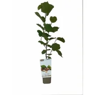 Sadzonki drzew krzewów - Owocowa elita (leszczyna - orzech laskowy) - miniaturka - grafika 1