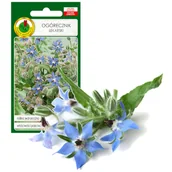 Nasiona i cebule - OGÓRECZNIK LEKARSKI ZIOŁA NASIONA ZIÓŁ BEZ GMO - miniaturka - grafika 1
