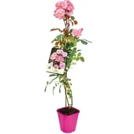 Kwiaty doniczkowe - Róża pnąca 90 cm C2 - miniaturka - grafika 1