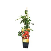 Kwiaty doniczkowe - Milin amerykański C2 mix - miniaturka - grafika 1