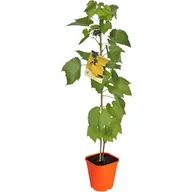 Kwiaty doniczkowe - Winorośl pachnąca, wys.60-80 cm, don.2 l - miniaturka - grafika 1