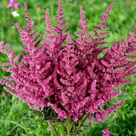Nasiona i cebule - Astilbe Tawułka Arendsa Loud and Proud 1 szt. - miniaturka - grafika 1