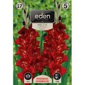 Nasiona i cebule - Mieczyk Traderhorn 17 sztuk Eden - miniaturka - grafika 1