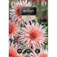 Nasiona i cebule - Dalia kaktusowa Preference 1 sztuka Eden - miniaturka - grafika 1