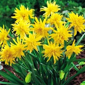 Nasiona i cebule - Narcyz Pachnący Rip Van Winkle 5szt Narcyzy cebule - miniaturka - grafika 1