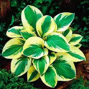 Hosta Funkia Golden Tiara 1 szt byliny - Nasiona i cebule - miniaturka - grafika 1