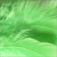 Dekoratorstwo - Dekor-Art-Serwis Sp. z o.o. Dekor-Art-Serwis, piórka dekoracyjne, zielone - miniaturka - grafika 1
