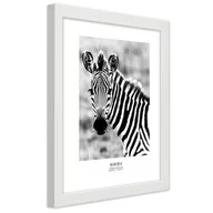 Plakaty - Plakat w ramie białej, Ciekawska zebra (Rozmiar 30x45) - miniaturka - grafika 1