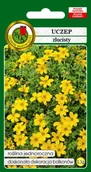 Nasiona i cebule - UCZEP ZŁOCISTY 0,3g - miniaturka - grafika 1
