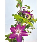 Kwiaty doniczkowe - Powojnik Mix 60-80 cm C2 - miniaturka - grafika 1