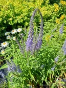 Nasiona i cebule - Przetacznik siwy na skalniak i skarpy - miniaturka - grafika 1