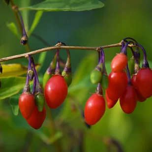 Jagoda Goji 'Sweet Berry' Słodkie owoce (Lycium barbarum) Doniczka 2.0L - Sadzonki drzew krzewów - miniaturka - grafika 1