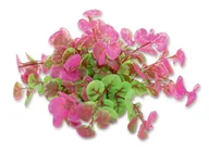 Dekoracje do akwarium - Roślina folia 10cm 1f11 Happet - miniaturka - grafika 1