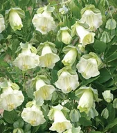 Nasiona i cebule - KOBEA PNĄCA BIAŁA (COBAEA SCANDENS ALBA) 6 NASION - miniaturka - grafika 1
