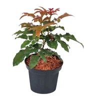 Sadzonki drzew krzewów - Mahonia C2 10-15 cm - miniaturka - grafika 1