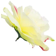 Sztuczne kwiaty - [w04157] Róża główka 13cm kremowa z różem i zielonym - miniaturka - grafika 1