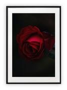 Plakaty - Plakat B2 50x70 cm Róża Kwiat Rośliny WZORY - miniaturka - grafika 1