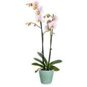 Kwiaty doniczkowe - Storczyk Grandiflora Premium - miniaturka - grafika 1