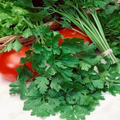 Nasiona i cebule - Pietruszka Naciowa Gigante D'Italia BIO nasiona - miniaturka - grafika 1