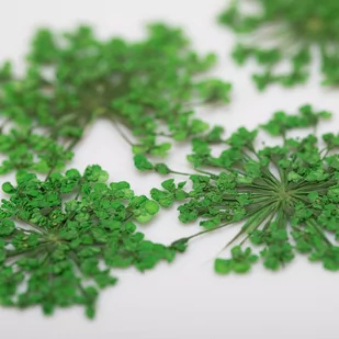 Mollylac Ozdoba Do Paznokci Suszone Kwiatki Green - Ozdoby do paznokci - miniaturka - grafika 4