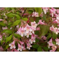 Sadzonki drzew krzewów - Kolkwitzia xix 30-40 cm C2 - miniaturka - grafika 1