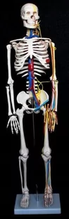 Szkielet człowieka 85 cm z nerwami i arteriami - Mały naukowiec - miniaturka - grafika 1