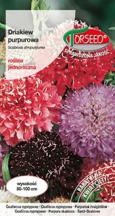 Nasiona Driakiew purpurowa mieszanka 1g - Torseed - Nasiona i cebule - miniaturka - grafika 1