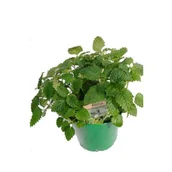 Kwiaty doniczkowe - Melisa wys. 40 cm don. 15 cm - miniaturka - grafika 1