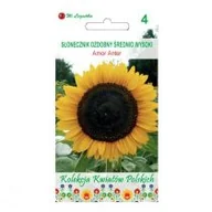Nasiona i cebule - Legutko Słonecznik ozdobny AMOR ANTER - miniaturka - grafika 1