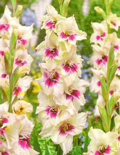 Gladiolus - Mieczyk Wielokwiatowy Amber Mistique 5szt. - Nasiona i cebule - miniaturka - grafika 1