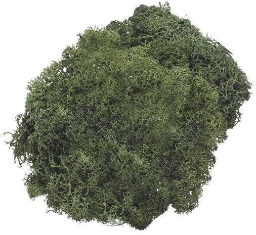 kwiatydonice Mech dekoracyjny ciemnozielony 50g