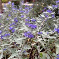 Kwiaty doniczkowe - Barbula klandońska 'Sterling Silver' (Caryopteris clandonensis) Doniczka 2L - miniaturka - grafika 1