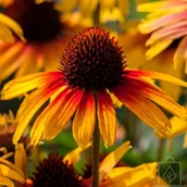 Nasiona i cebule - Jeżówka ‘Parrot’ - miniaturka - grafika 1